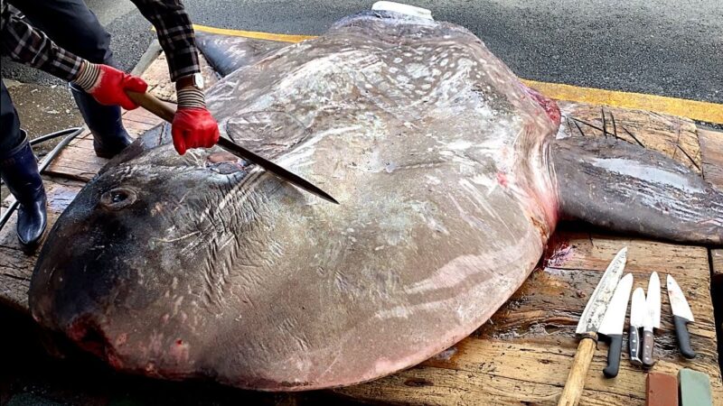 포획한 어부도 놀란 사이즈!! 무게 1.2톤 초대형 개복치 해체 작업 Giant Sunfish Cutting Skill / Korean street food