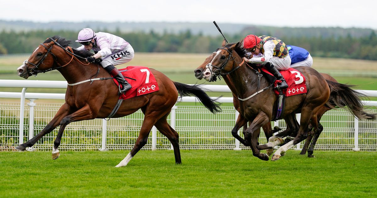 Saturday ITV4 Racing tips: Newsboy’s selections for Ascot, Lingfield and Haydock