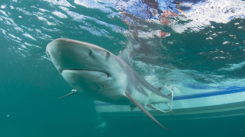 2 shark bites off Palm Beach County waters in recent weeks – coincidence or reason for concern?