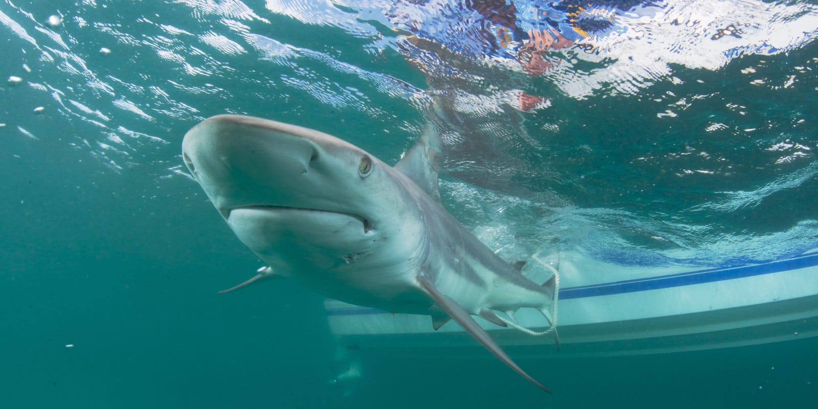 2 shark bites off Palm Beach County waters in recent weeks – coincidence or reason for concern?