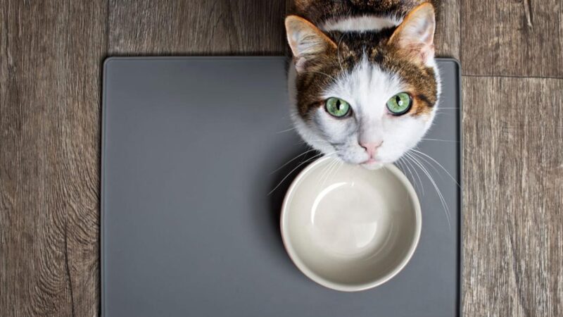 How Retailers Are Meeting Cat Owner Expectations in Food and Treats | Current Issue