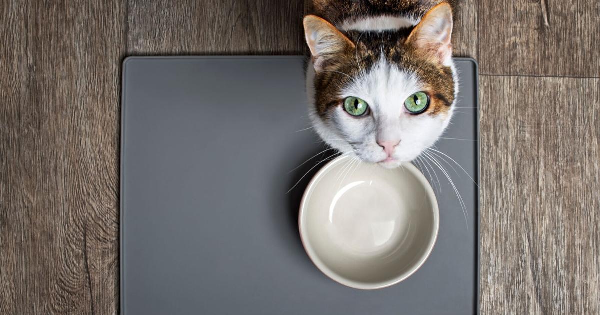 How Retailers Are Meeting Cat Owner Expectations in Food and Treats | Current Issue