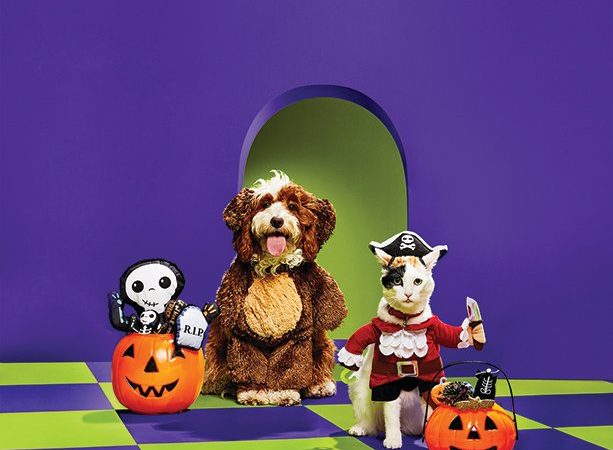 Top Tips to Brew up a Fun, Festive and Safe Halloween for Pets and Pet Parents
