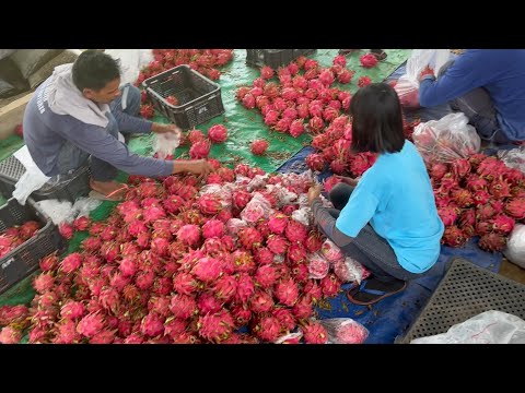 DRAGON FRUIT FARMING: 600K PER HA. PER YEAR  – ONE TIME PLANTING ONLY + SALES & MARKETING TIPS