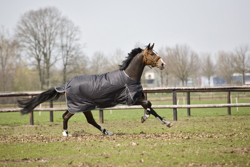 Ensure the best sale of your horse with these twelve tips