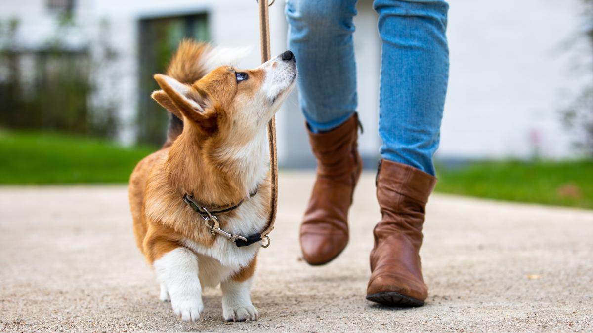 Three tips that will help your dog master loose leash walking