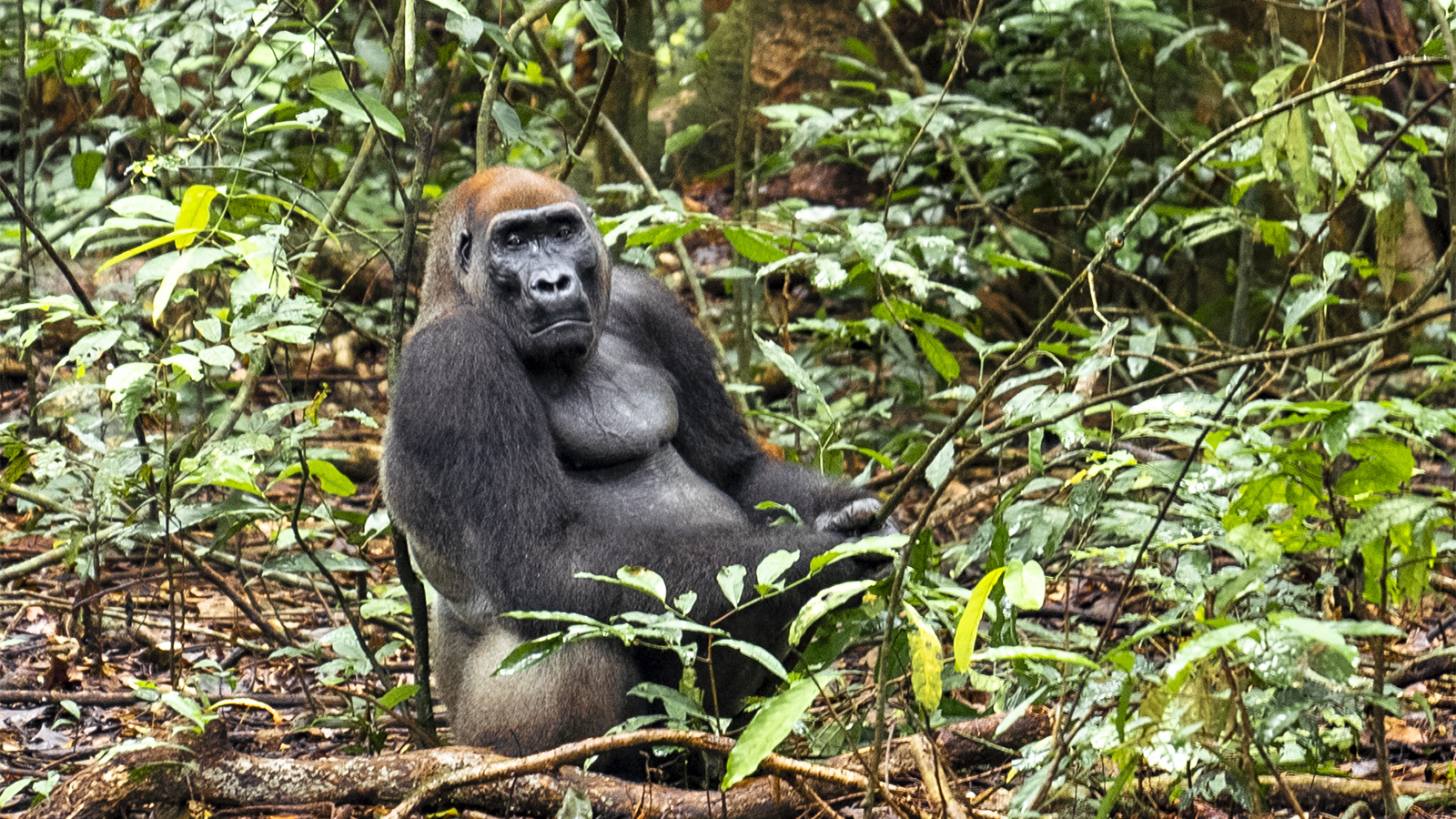 Gabon Launches New Tourism Identity for “The Last Eden”