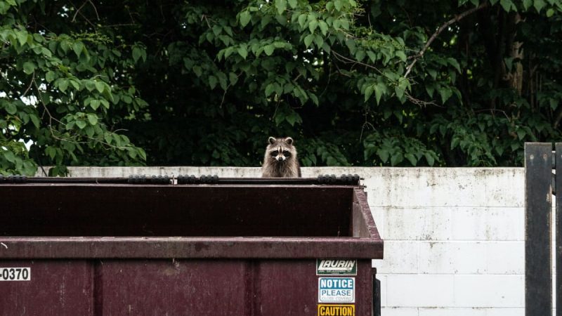 Cane Corso Interrupts Training Session to Save Trapped Raccoons