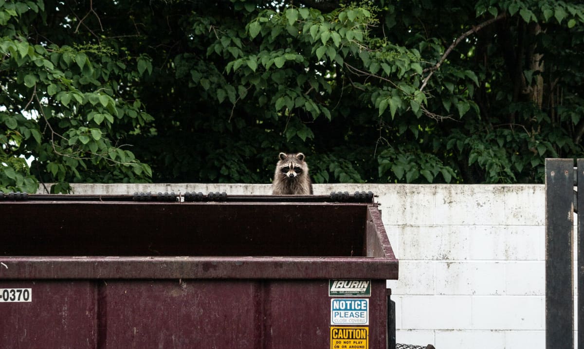 Cane Corso Interrupts Training Session to Save Trapped Raccoons