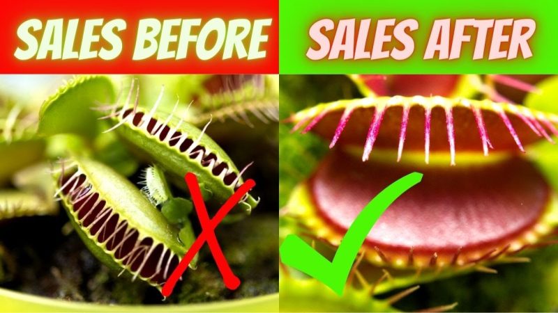 In JUST 1 Hour, 3X Sales Effortlessly! (ANCIENT VENUS FLY TRAP METHOD) #sales