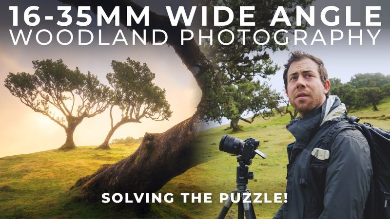 Solving the Puzzle of Woodland Landscape Photography: Tips and Techniques