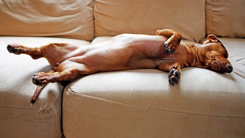 Dog Relaxation Tips From a Veterinarian – PureWow