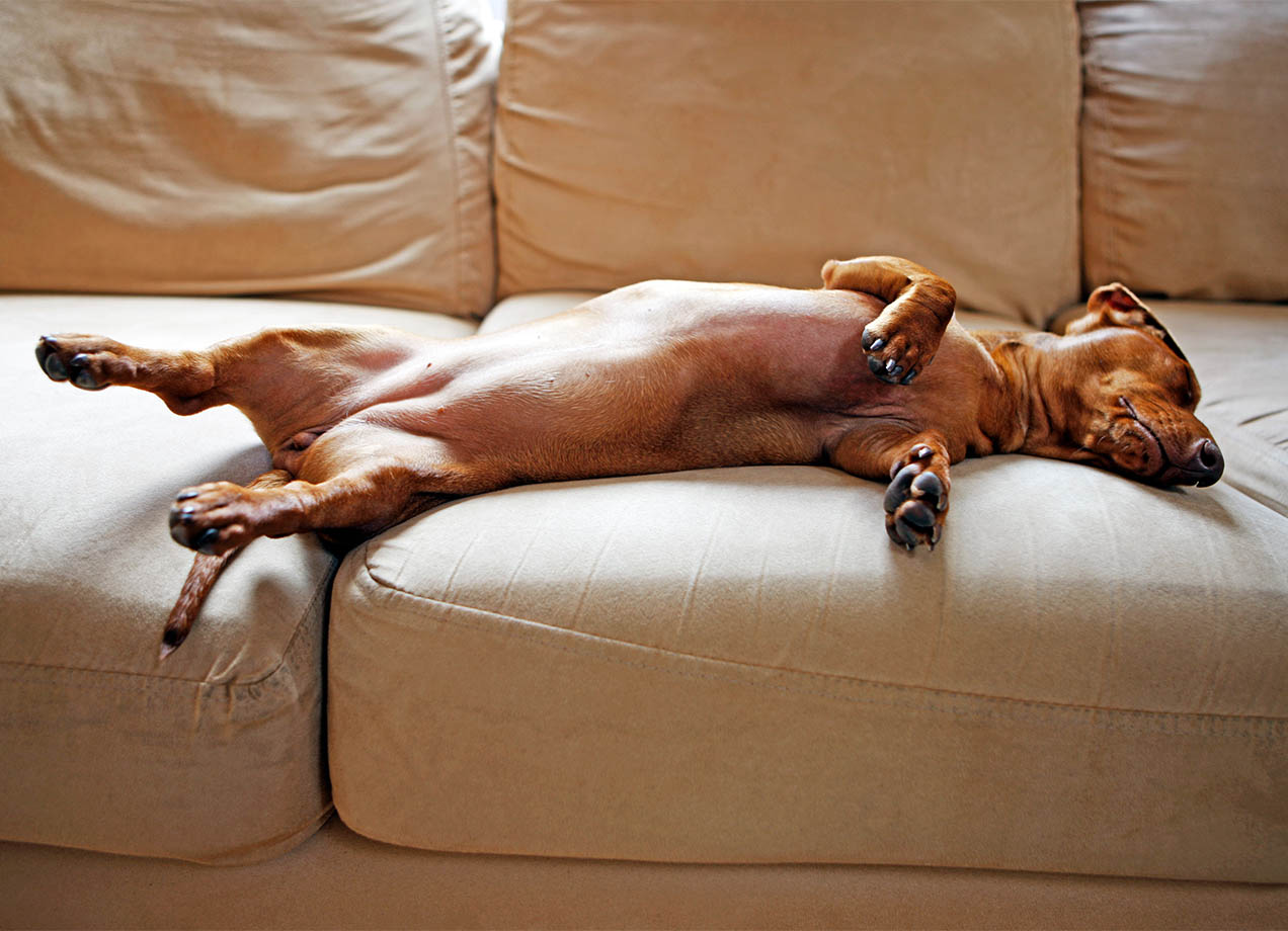 Dog Relaxation Tips From a Veterinarian – PureWow